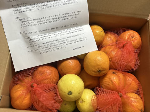 ５キロ箱「岸良ポンカン」１キロネット(Ｍ玉７～８個入り)４袋入り「過去に当果樹園をご利用頂いた方限定」(菓子箱等再利用して発送いたします。)