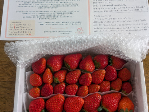 （３月発送）２箱セット
トクトク🍓いちごの宝石箱
朝摘み完熟❤️酵素栽培の
こだわりいちご食べ比べ