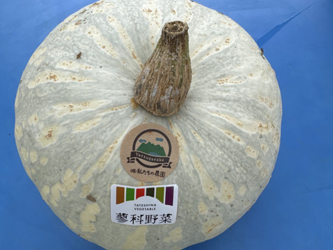 ホクホク美味しい！白皮栗かぼちゃ【蓼科野菜】