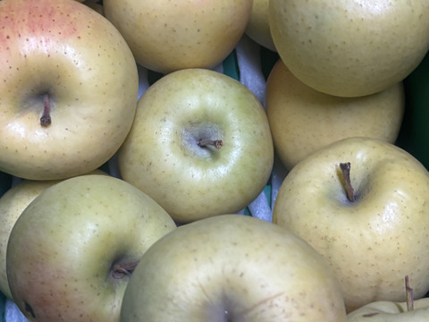🍏売り尽くし🍏黄色りんご「もったいない」レスキュー便　【規格外品】３Kg　９個から１５個入り