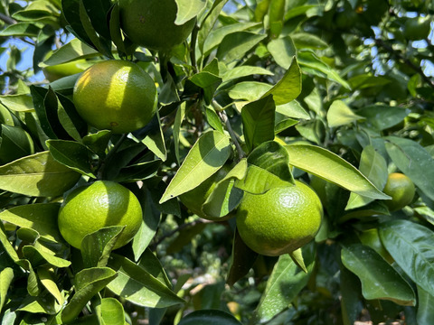 今が旬！極早生みかん（大小混合5㎏入り）