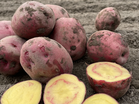 冬掘り！アンデスレッドとデジマの食べ比べセット！(2kg)栽培期間農薬不使用