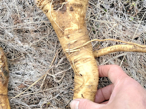 天然山わさび300g【農薬不使用雪ノ下にんじんプレゼント！】