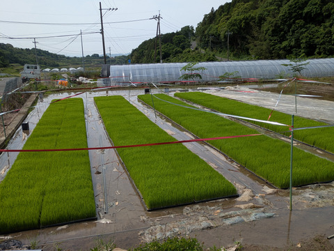 農薬化学肥料未使用玄米ヒノヒカリ20kg
