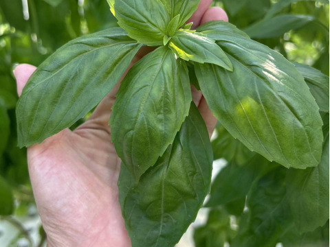 新鮮直送！「水耕栽培バジル」1kg　静岡県磐田市産