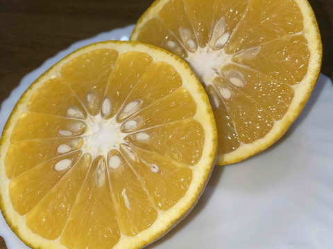 ハッサク(八朔)　（糖度11当農園測定値）箱込み3.5㎏以上　２Lから４Lサイズ　（300g～450g）
【農薬化学肥料不使用】
