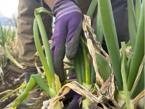 【有機JAS】甘味が乗った！南阿蘇産オーガニック白ネギ（サイズ混合2kg・約25本）