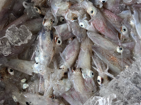 水イカ2kg！モンゴイカ1kgセット🦑