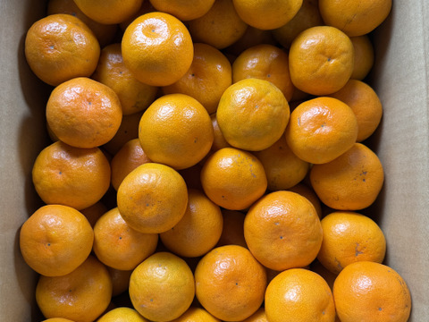 弾ける果汁！ 濃厚！ 有田みかん 3kg 和歌山産