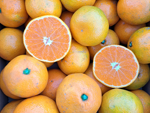 有機柑橘はるみ