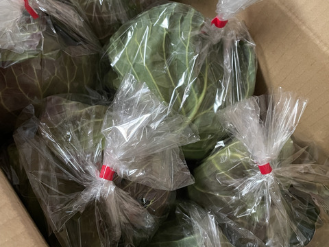 【期間限定！】大人気♪甘くて柔らか美味しさ感動級♪グリーンボール５玉