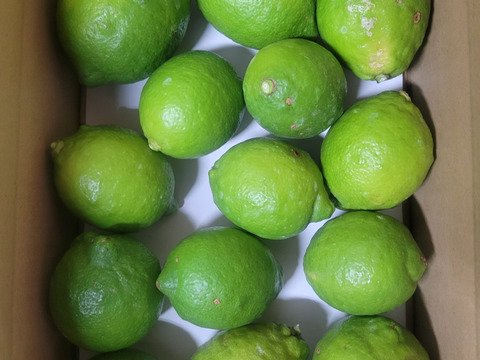 【特別栽培】和歌山県産　レモン2kg