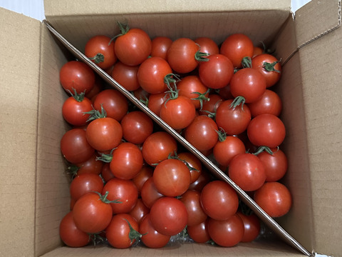 定期便10％増量：トマ糖※糖度９度以上※おいし～甘～いフルティカ※1.1ｋｇ