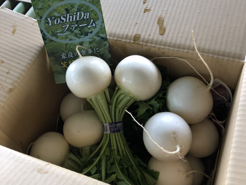 石井食品おまけ付　多数メディア出演！「彩の国のかぶ」約3kg　川越市品評会特別賞受賞