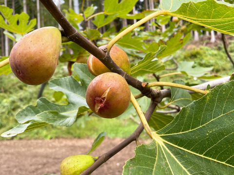 【季節限定】グルテンフリー　自然栽培米パン　イチジク＆クルミ（1斤）