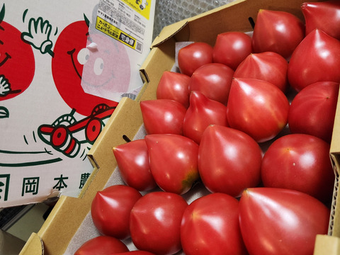 知る人ぞ知るトマト『ルネッサンス』2.4kg