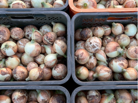 大地の恵みをぎゅっと詰めた大玉玉ねぎ　5kg