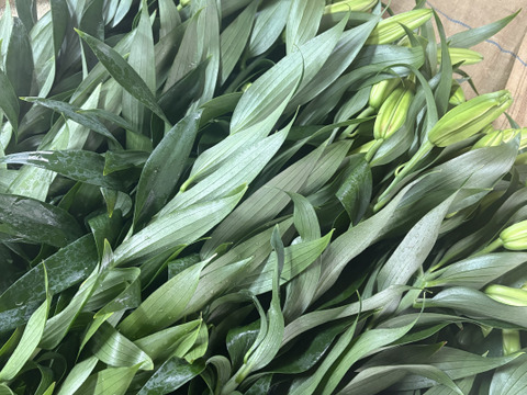 【期間限定】オリエンタルユリ『シベリア』（4-6輪）白色5本