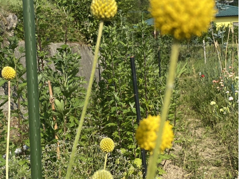 【10本、40㎝】クラスペディア〜黄色いまんまるいのがキュートで可愛い〜