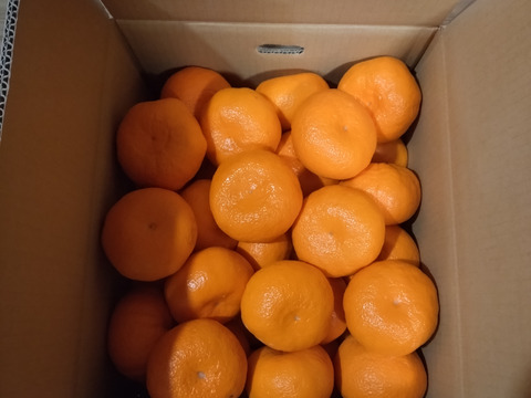 蔵出し貯蔵晩生みかん(3Lより大きいサイズ・5kg約)
