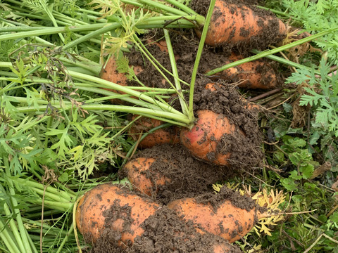 【自然栽培】4品目お試し旬のお野菜セット