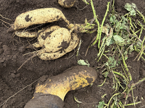 今話題の白いサツマイモ「きみまろこ」
上品な甘さとまろやかな口ざわり
2キロ入り中くらいサイズミックス