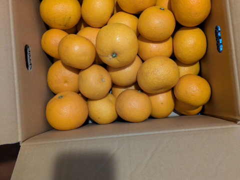 あなたの常識が変わる！プリプリジューシーなさつき八朔🍊（樹上超熟八朔） 【訳あり】9kg