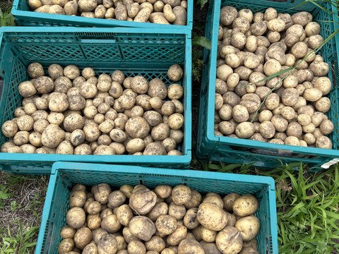 寄居発 採れたてじゃが芋メークイン5kg