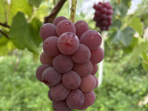 紅①　幻のブドウ【紅伊豆】　1kg前後〜1.5kg位
化粧箱入　(6〜8房位)