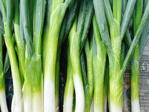 おまかせ野菜セット‼️100サイズの箱でお届け