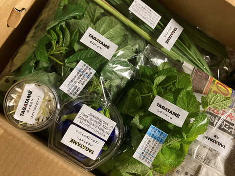 【旬を楽しむ♪】おまかせお野菜セットB（約15品以上）通年お野菜を作り続けるタガタメはいつでも注文可能！！