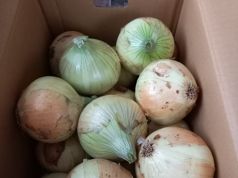 春のSALE‼️【正品+訳あり・混合セット】淡路島　 新玉ねぎ！みずみずしく、柔らか〜い！5ｋｇ【ひょうご安心ブランド認証】特別栽培　早生　サラダ