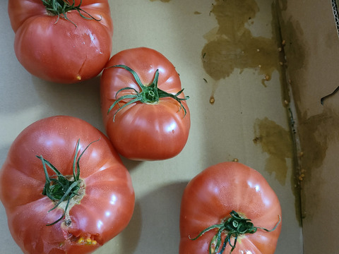 【訳有り品】キズあり不揃いトマト約3.6キロ