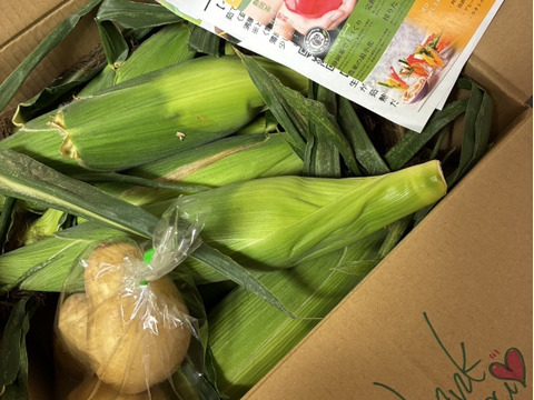 朝の採りたて発送！とうもろこし🌽10本【本州の方限定】
