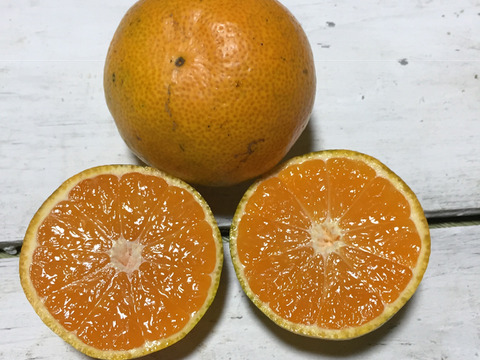 【 農薬不使用で育てました】大きくなりすぎた早生みかん2kg