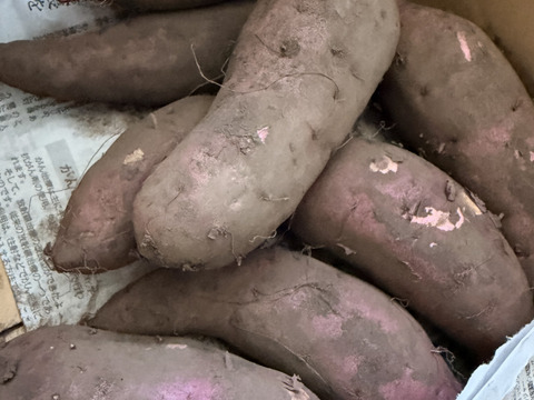 【１人１回だけの特別品】紅はるか2ｋｇ(箱入)　10月以降～発送予定！　熟成期間１ヶ月超！　さつまいも！　栽培期間中農薬不使用！
【敬老の日】