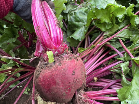美味しいビーツ！深谷産！食べる血液！2ｋg　農薬節減栽培