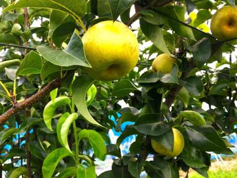 麗しき上品な甘みと綿密な食感！【秋麗】3㎏