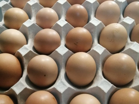 4個セット　免疫力の持った種卵を生産し丈夫なヒヨコから新鮮な有精卵