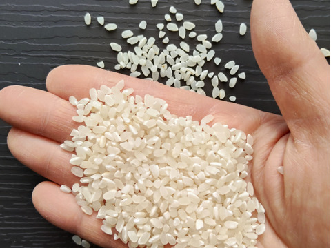 《農薬不使用・肥料除草剤不使用》お日さまたっぷりのお米『日本晴』【白米】2kg・2025年和歌山県産