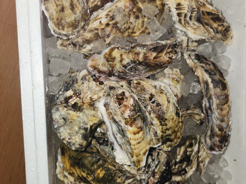5kg 海から水揚げしたままの牡蠣【要説明確認】生食用 ムール貝 アカザラガイ 手間のかかる牡蠣です 生牡蠣 牡蛎 kaki oyster 松島牡蠣屋 かき カキ 半分程度は不要なゴミが出ます BBQ