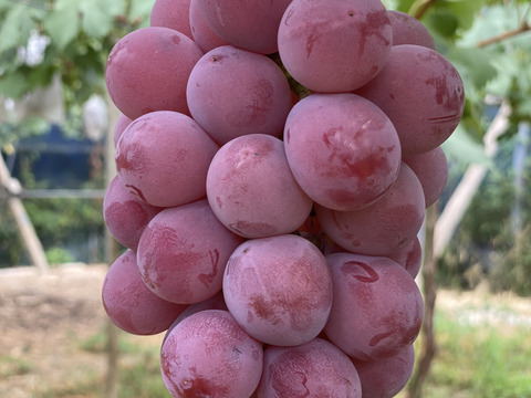 ネムネム  山梨県産クインニーナ、シャインマスカットおまかせ2kg shinemuscat-queennina-