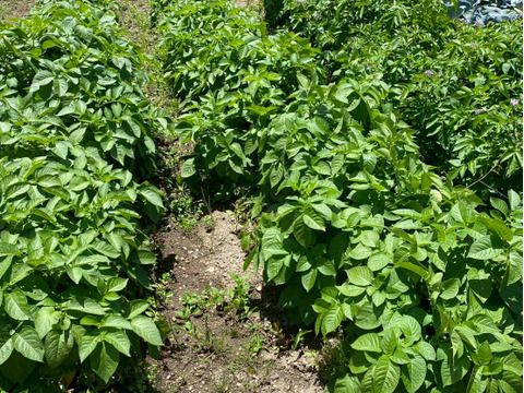 今夜は夏野菜カレーに決まり！夏野菜６品目セット　１人前
