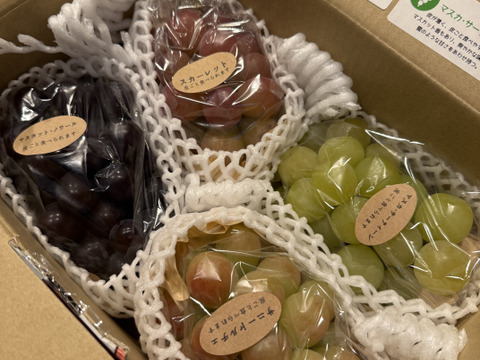 【ご家庭用3～4房】ぶどう食べ比べセット（品種おまかせ／約1.3kg）