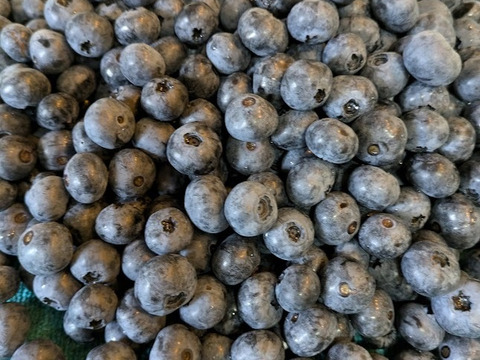 ＜自然栽培の生ブルーベリー　１ｋｇ＞肥料不使用、農薬も不使用、きめ細かな食感で美味の≪ハイブッシュ系生ブルーベリー≫を八ヶ岳南麓よりお届します