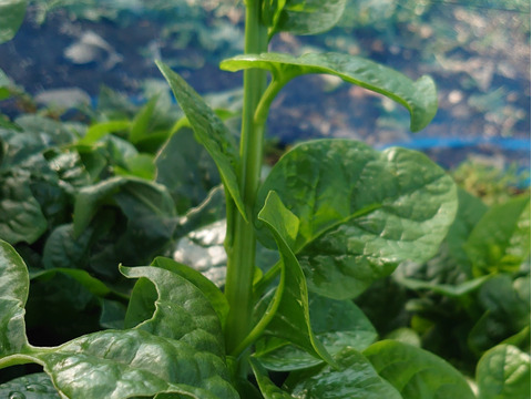 «専用品»ツルッと😋【つるむらさき】１㎏ 🌱南房総から🌴🌱スタミナ野菜✨