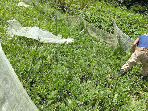 【単品🏣ゆうパック】スイカ🍉大玉🍉８キロサイズ☆大玉☆Ｌサイズ☆農薬、除草剤、化学肥料不使用🏣ゆうパック100サイズで発送☆