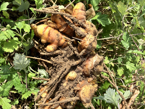 乱れた食生活に！ 秋ウコン20g(栽培期間中農薬不使用)