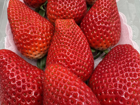 三重県オリジナル品種【うた乃】を中心に、章姫、紅ほっぺ、よつぼし、かおり野、3品種を選抜した食べ比べセット(品種は選べません。その日、状態の良い品種を選抜します。)1箱1.0kg~1.2kg