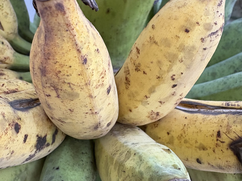 沖縄県産アップルバナナ　約1k (栽培期間中農薬肥料不使用)